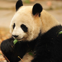 国宝大熊猫可爱QQ头像图片,憨憨的黑色的