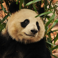 国宝大熊猫可爱QQ头像图片,憨憨的黑色的