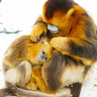 动物界金丝猴QQ头像图片,最精明可人的小动物了