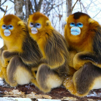 动物界金丝猴QQ头像图片,最精明可人的小动物了