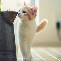 可爱萌猫头像,白色的看起真干净好喜欢它