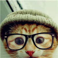 戴眼镜的动物头像,可爱的狗狗,萌萌的小猫咪太雷人了