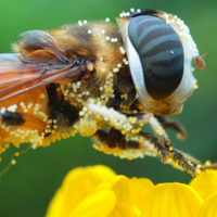 花蕊上的蜜蜂图片,高清微距近近太神奇了