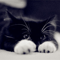 爱卖萌的猫星人你不笑才怪了呢,犯二的猫咪萌