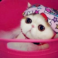 可爱小猫咪图片头像,可爱小猫高清图片