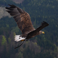 适合喜欢老鹰的朋友用的头像,天空翱翔的老鹰图片