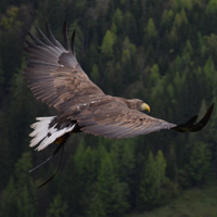 适合喜欢老鹰的朋友用的头像,天空翱翔的老鹰图片