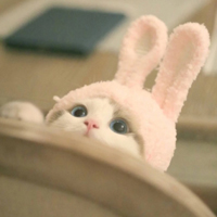 白色可爱小猫咪头像,小猫咪微信头像图片