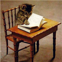 可爱狸花猫头像,猫图片大全可爱狸花猫