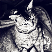 可爱狸花猫头像,猫图片大全可爱狸花猫