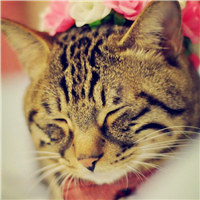 可爱狸花猫头像,猫图片大全可爱狸花猫