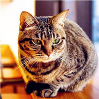 可爱狸花猫头像,猫图片大全可爱狸花猫