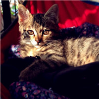 可爱狸花猫头像,猫图片大全可爱狸花猫