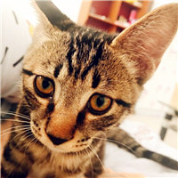 可爱狸花猫头像,猫图片大全可爱狸花猫