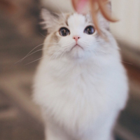 超萌的动物小猫咪,动物qq头像超萌图片