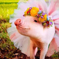 粉色迷你猪可爱头像,粉红迷你猪Hammy图片大全