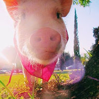 粉色迷你猪可爱头像,粉红迷你猪Hammy图片大全