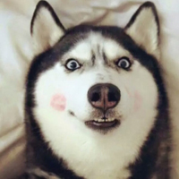 哈士奇搞笑头像高清的,主人用手头的恶搞吧