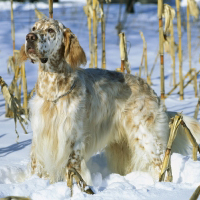 狗狗图片英格兰雪达犬QQ头像图片大全