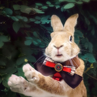 高清可爱萌宠小兔子QQ头像图片,好笑吧