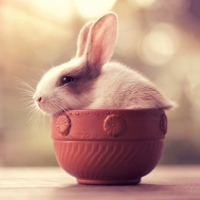 高清可爱萌宠小兔子QQ头像图片,好笑吧