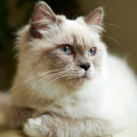猫咪图片可爱的猫咪头像图片,小猫小猫咪来了
