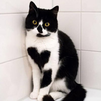 可爱的喵喵搞笑图片头像,黑白的小猫