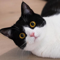 可爱的喵喵搞笑图片头像,黑白的小猫