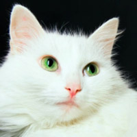猫咪图片萌宠猫咪QQ头像图片,圆圆的眼睛