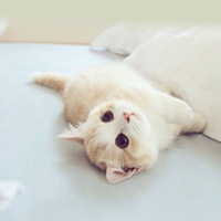 萌萌的猫咪,呆呆的看着你是不是好好玩呀