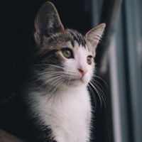 萌萌的猫咪,呆呆的看着你是不是好好玩呀