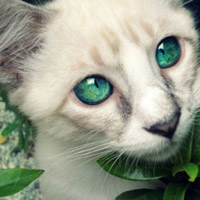 萌萌猫咪QQ头像图片,水汪汪眼睛盯着你