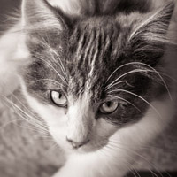 白色的喵星人可爱的猫咪QQ头像图片
