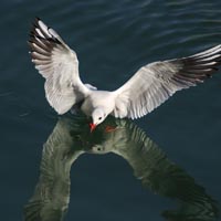 珍贵鸟类海鸥QQ头像图片大全