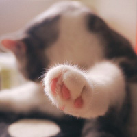 可爱小动物猫咪QQ头像图片大全
