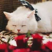 卖萌可爱猫咪头像图片,太有意思啦