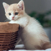 卖萌可爱猫咪头像图片,太有意思啦