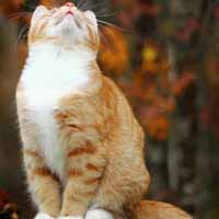 猫咪控图片,可爱的小猫在等待老鼠的出现吧