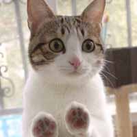 猫咪控图片,可爱的小猫在等待老鼠的出现吧
