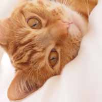 猫咪控图片,可爱的小猫在等待老鼠的出现吧
