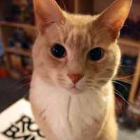 猫咪控图片,可爱的小猫在等待老鼠的出现吧