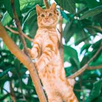 猫咪控图片,可爱的小猫在等待老鼠的出现吧