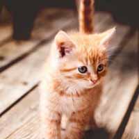 猫咪控图片,可爱的小猫在等待老鼠的出现吧