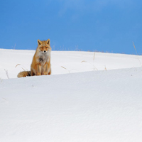 可爱动物头像,雪地里的动物图片大全