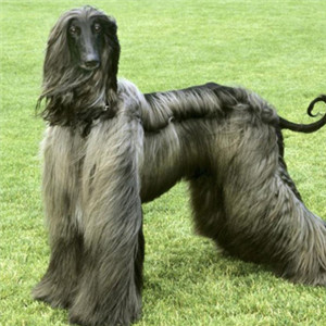 阿富汗猎犬头像 高贵的阿富汗猎犬图片