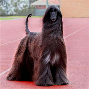 阿富汗猎犬头像 高贵的阿富汗猎犬图片