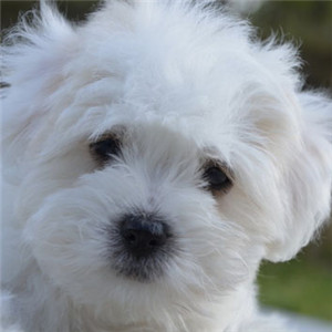 白色的小狗看起来干净 可爱小狗的头像