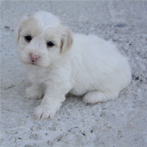 白色的小狗看起来干净 可爱小狗的头像