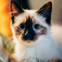 萌宠小猫图片头像,小猫图片萌死人