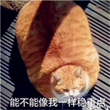 既可爱又搞笑的小猫头像-这样的头像比较个性